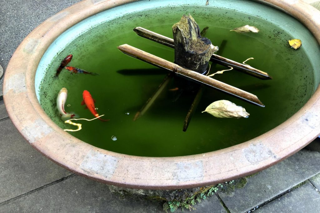 Fish are swimming in one of the temple's basins in Hosokuji temple.