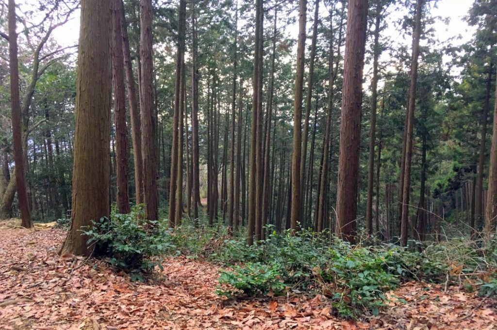 Mt. Takasashi is heavily forested