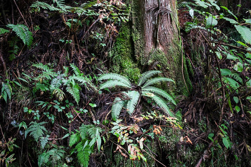 1 day kiso valley hike: magome to tsumago