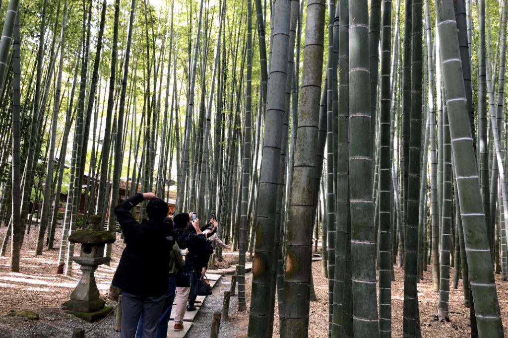 Trekking the bamboo path.