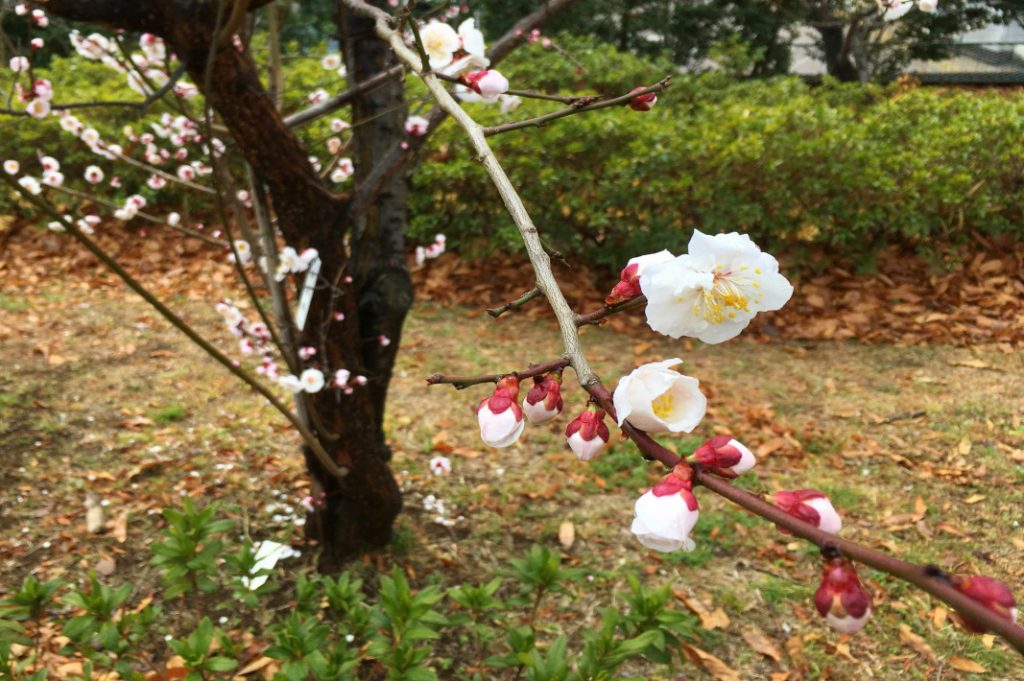 Buds like these in Hanegi Park signal the start of plum blossom season.
