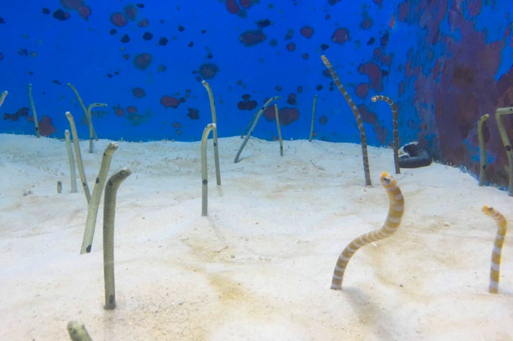 Watching these garden eels bob back and forth was particularly hypnotizing. 