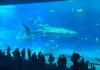 The Churaumi Aquarium: Okinawa Without a Car Day 5 The largest water-tank at the aquarium is home to hundreds of Okinawa's underwater denizens.