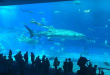 The Churaumi Aquarium: Okinawa Without a Car Day 5 The largest water-tank at the aquarium is home to hundreds of Okinawa's underwater denizens.