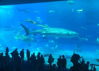 The Churaumi Aquarium: Okinawa Without a Car Day 5 The largest water-tank at the aquarium is home to hundreds of Okinawa's underwater denizens.