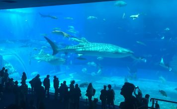 The Churaumi Aquarium: Okinawa Without a Car Day 5 The largest water-tank at the aquarium is home to hundreds of Okinawa's underwater denizens.