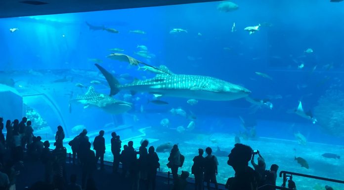 The Churaumi Aquarium: Okinawa Without a Car Day 5 The largest water-tank at the aquarium is home to hundreds of Okinawa's underwater denizens.