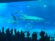The Churaumi Aquarium: Okinawa Without a Car Day 5 The largest water-tank at the aquarium is home to hundreds of Okinawa's underwater denizens.