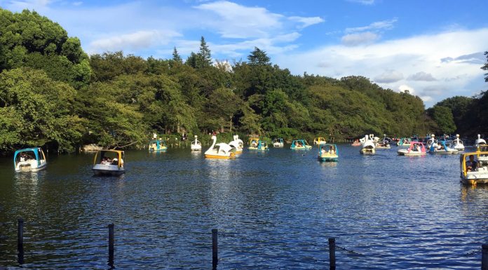 Studio Ghibli, Live Music, and Cursed Swan Boats: A Day at Inokashira Park