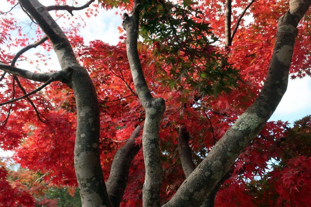 Many also visit Mount Takao for its autumn foliage 