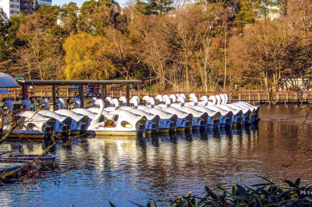 Swan boats are a common sight in Inokashira Park.