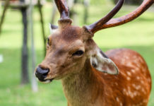 How to Frolic with the 1,200 Bowing Deer in Nara Park