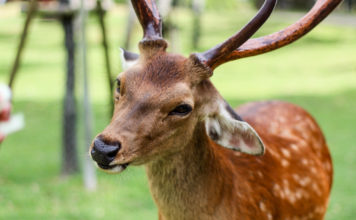 How to Frolic with the 1,200 Bowing Deer in Nara Park