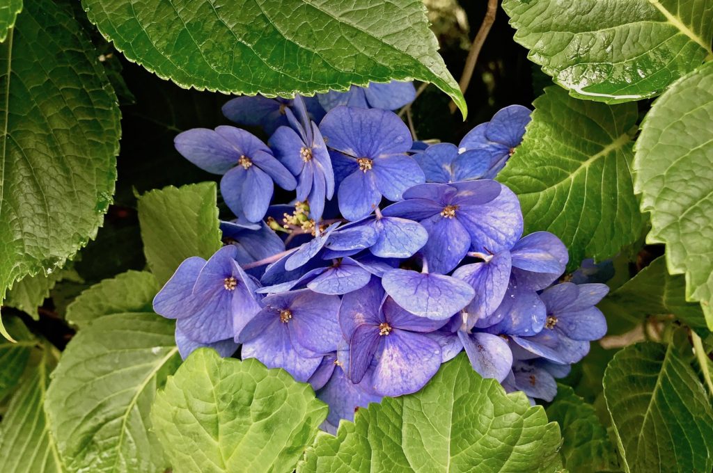 Lilac-blue hydrangeas in Japan Kyoto Botanical Gardens or the Jindai Botanical Gardens