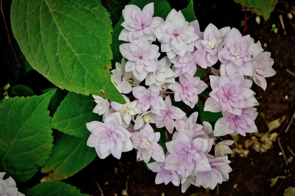 Star-shaped hydrangeas in the Botanical Gardens