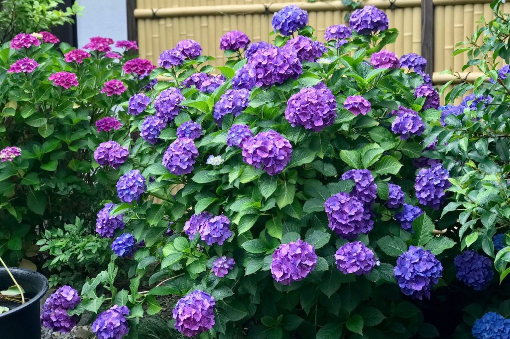 Hydrangeas in a temple