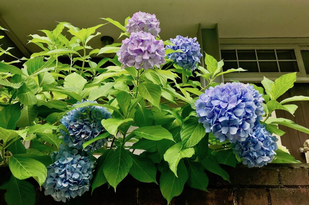 Hydrangeas outside a house