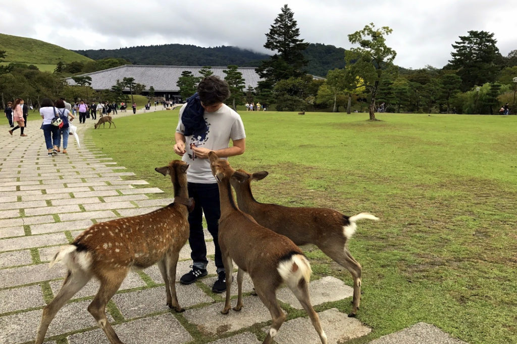 But mostly, the bowing deer love Nara Park.