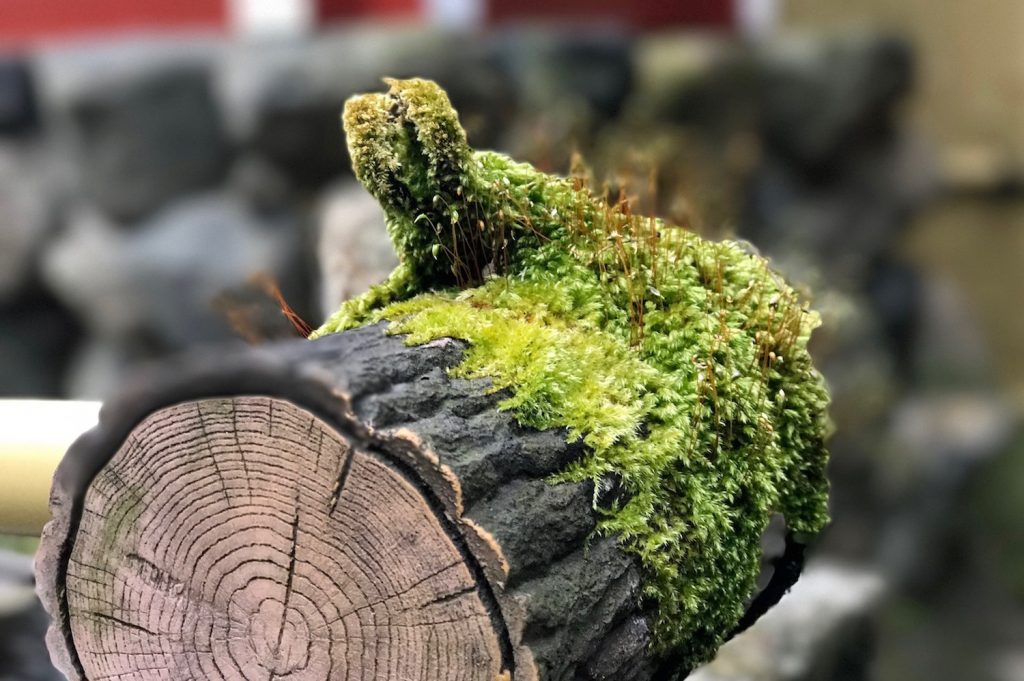 Moss on a log in a garden