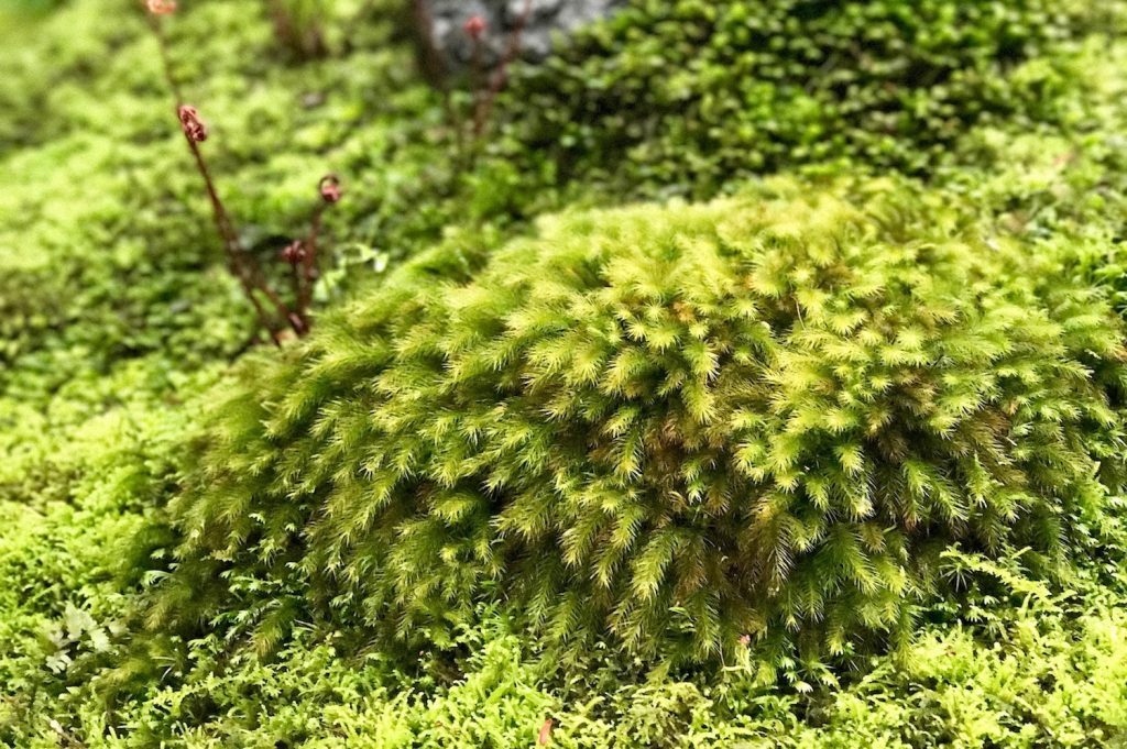 Feathery moss