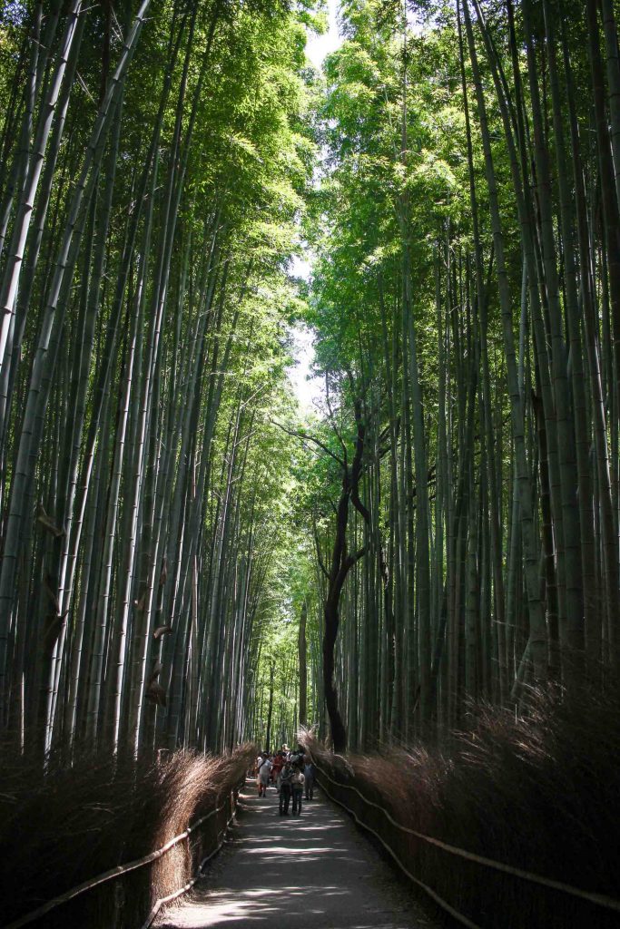 Arashiyama Bamboo Grove