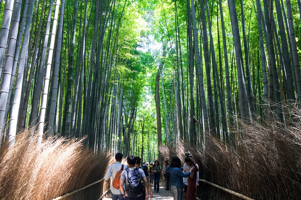 Arashiyama Bamboo Grove