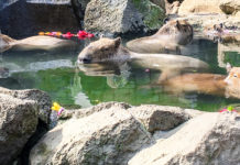Capybara Onsen: The Izu Shaboten Zoo