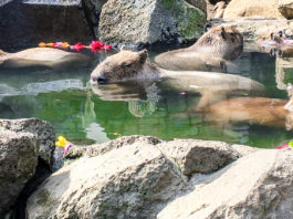 Capybara Onsen: The Izu Shaboten Zoo