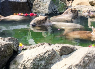 Capybara Onsen: The Izu Shaboten Zoo
