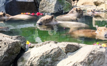 Capybara Onsen: The Izu Shaboten Zoo