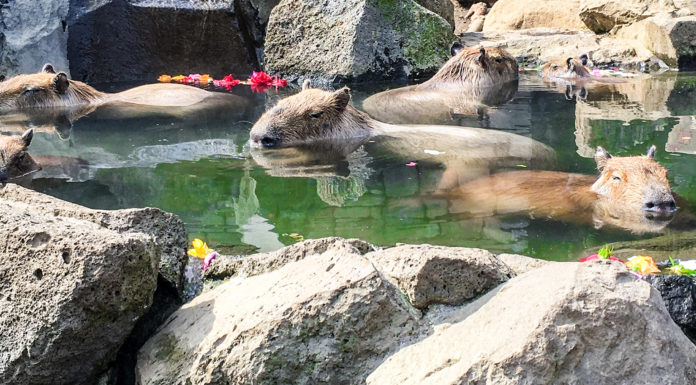 Capybara Onsen: The Izu Shaboten Zoo