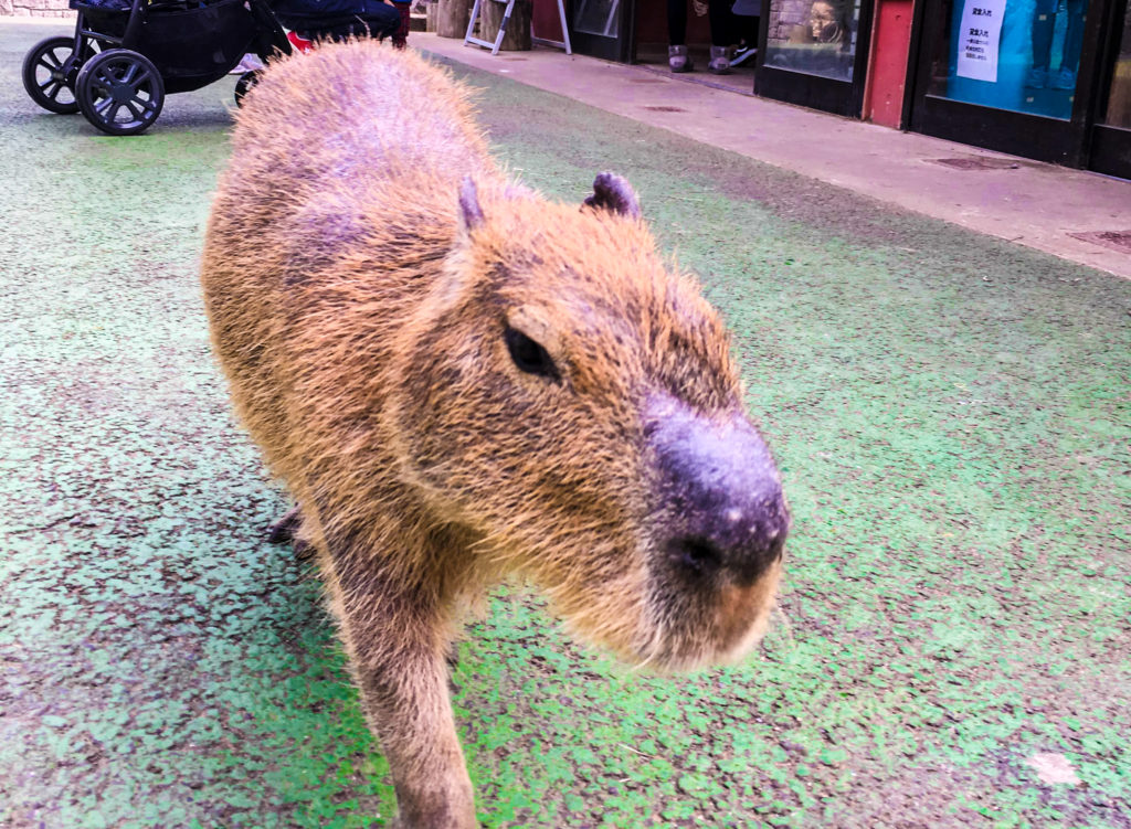 A cute capybara is hanging around.