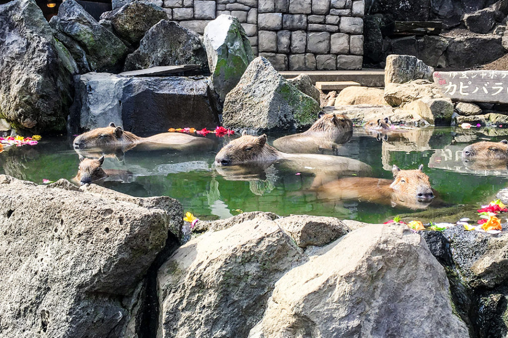 capybara enjoying the hot spring