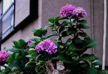 Japan’s Rainy Season is Perfect for Hydrangea Hunting