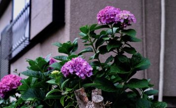 Japan’s Rainy Season is Perfect for Hydrangea Hunting