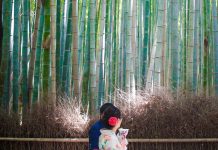 Exploring The Arashiyama Bamboo Grove