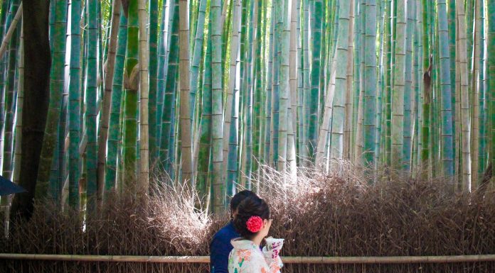 Exploring The Arashiyama Bamboo Grove