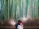 Exploring The Arashiyama Bamboo Grove