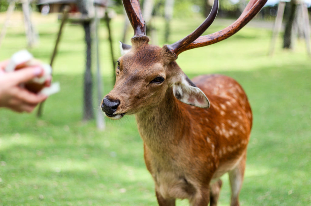 Once you've met the Great Buddha, head east of Todai-ji Temple to meet Nara's famous deer