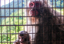 Monkeying Around at Arashiyama Monkey Park Iwatayama