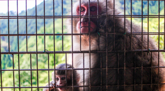 Monkeying Around at Arashiyama Monkey Park Iwatayama