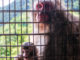 Monkeying Around at Arashiyama Monkey Park Iwatayama
