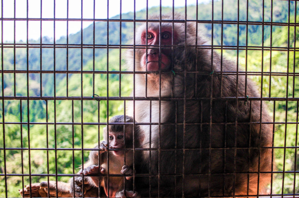 Arashiyama Monkey Park