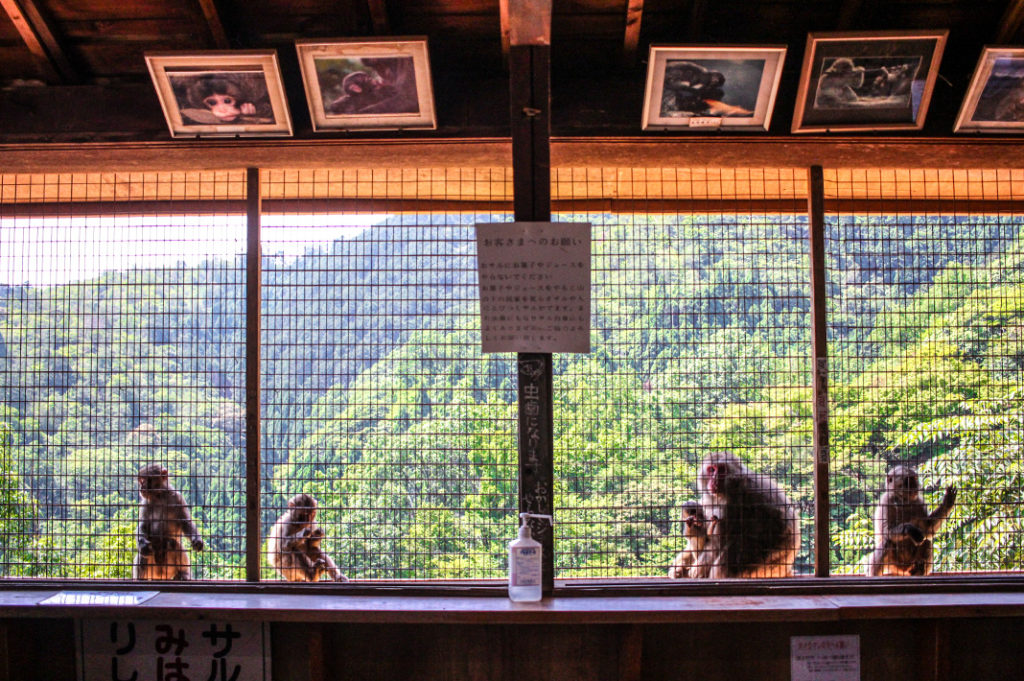 Arashiyama Monkey Park