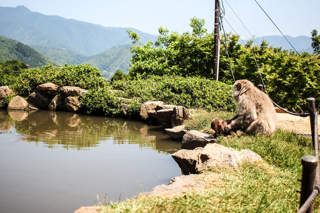 kyoto monkey park