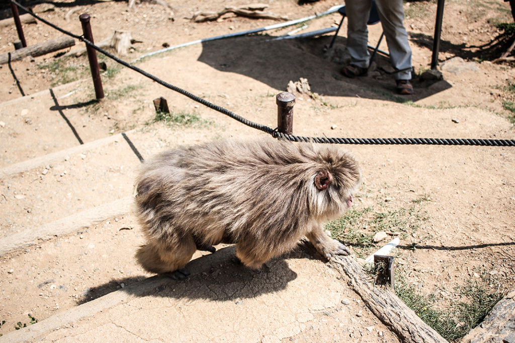 Wild macaques at Arashiyama Monkey Park