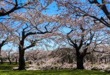 Heading North? Check Out This Massive 6-Pointed Star Fort: Goryokaku in Hakodate