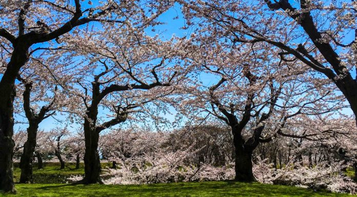 Heading North? Check Out This Massive 6-Pointed Star Fort: Goryokaku in Hakodate