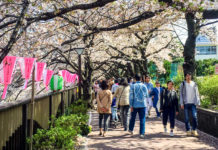Don’t Miss Tokyo’s Dreamiest Cherry Blossom Spot: Meguro River