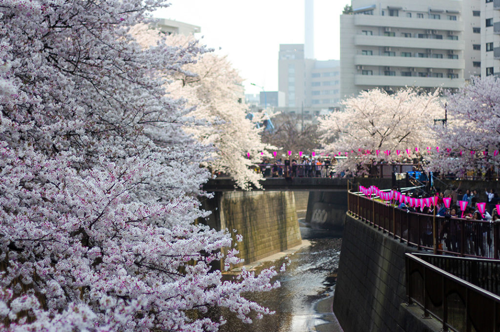 Tokyo's dreamiest cherry blossoms in peak bloom